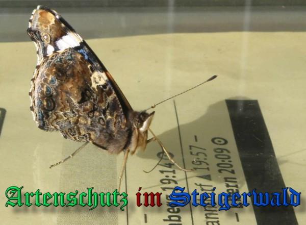 Copyright AiS / 2009 Albert Meier Bild zum Eintrag (23558-160)