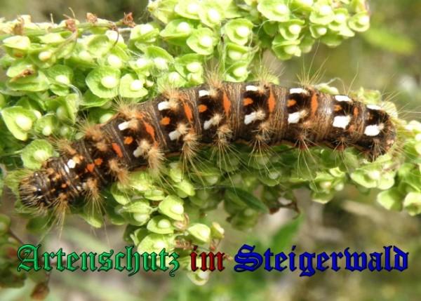 Copyright AiS / 2009 Albert Meier Bild zum Eintrag (23563-160)
