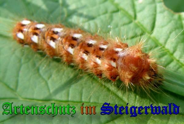 Bild zum Eintrag (23566-160)