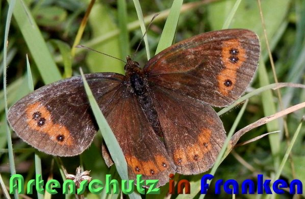 Copyright AiS Albert Meier Bild zum Eintrag (23570-160)