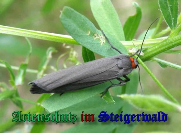 Copyright AiS / 2009 Albert Meier Bild zum Eintrag (23573-160)