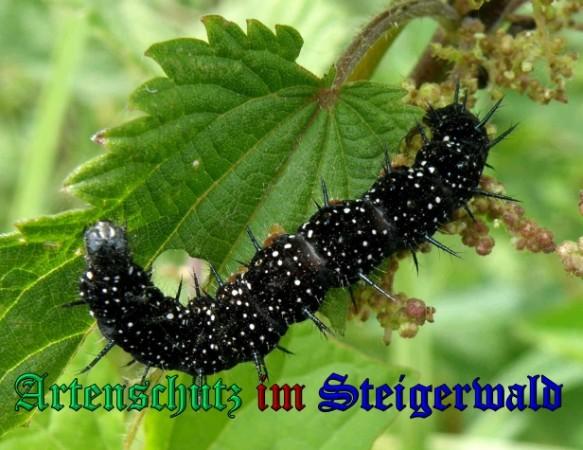 Copyright AiS / 2009 Albert Meier Bild zum Eintrag (23594-160)
