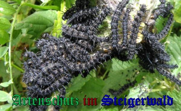 Copyright AiS / 2009 Albert Meier Bild zum Eintrag (23595-160)