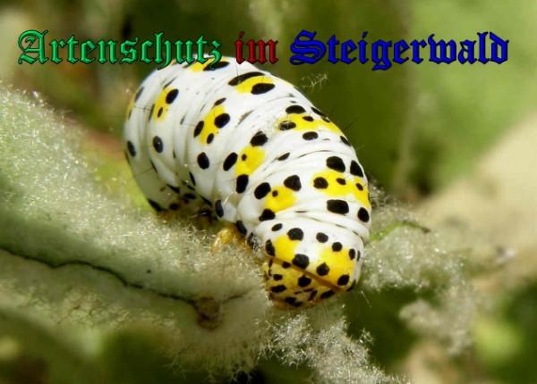 Copyright AiS / 2009 Albert Meier Bild zum Eintrag (23603-160)