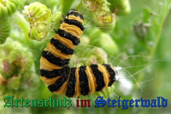 Copyright AiS / 2009 Albert Meier Bild zum Eintrag (23607-160)