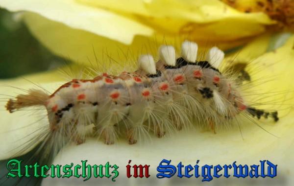 Copyright AiS / 2009 Albert Meier Bild zum Eintrag (23611-160)