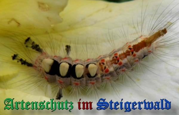 Copyright AiS / 2009 Albert Meier Bild zum Eintrag (23612-160)