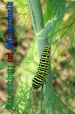 Copyright AiS / 2009 Winfried Zeck Bild zum Eintrag (23615-160)