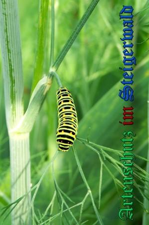Copyright AiS / 2009 Winfried Zeck Bild zum Eintrag (23616-160)