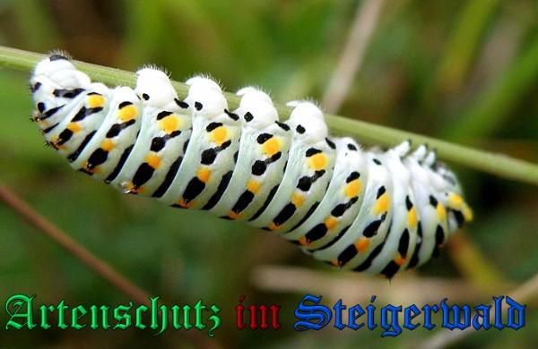 Copyright AiS / 2009 Albert Meier Bild zum Eintrag (23619-160)