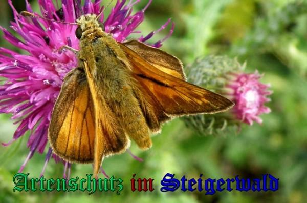Copyright AiS / 2009 Albert Meier Bild zum Eintrag (23626-160)