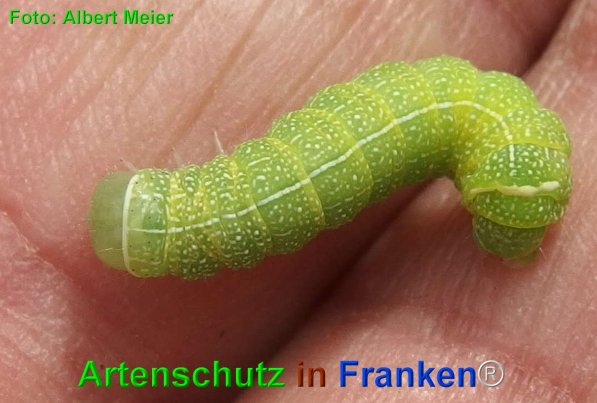 Copyright AiF - Albert Meier Bild zum Eintrag (23630-160)