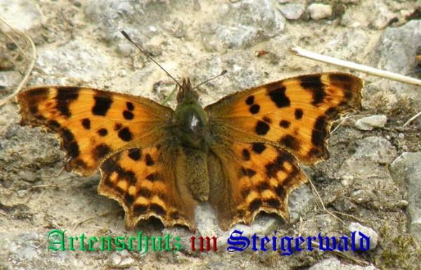 Copyright AiS / 2009 Albert Meier Bild zum Eintrag (23637-160)