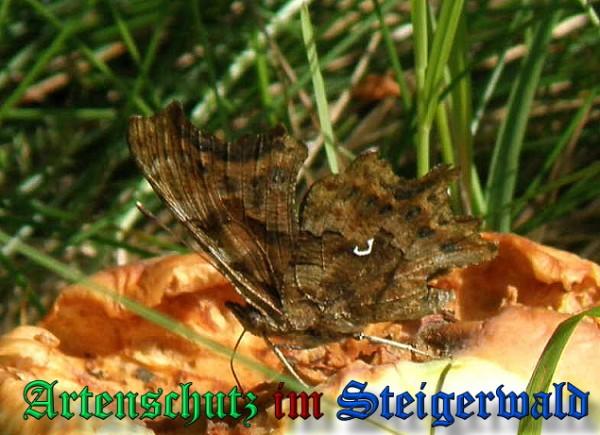 Copyright AiS / 2009 Albert Meier Bild zum Eintrag (23640-160)