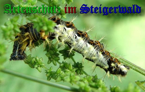 Copyright AiS / 2009 Albert Meier Bild zum Eintrag (23644-160)