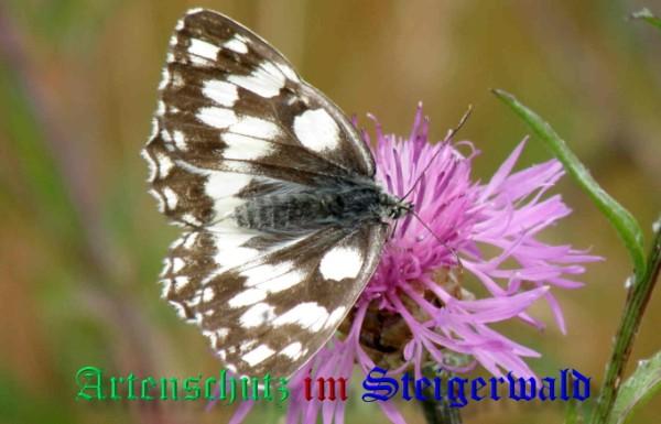 Bild zum Eintrag (23650-160)