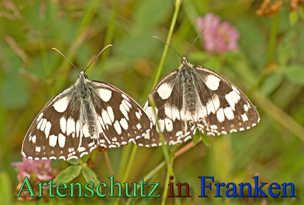 Bild zum Eintrag (23651-160)