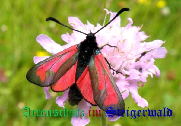 Copyright AiS / 2009 Albert Meier Bild zum Eintrag (23654-160)