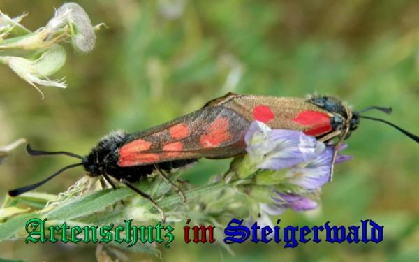 Copyright AiS / 2009 Albert Meier Bild zum Eintrag (23661-160)