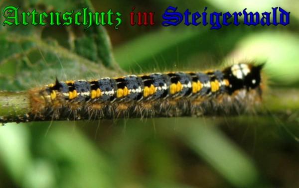 Copyright AiS / 2009 Albert Meier Bild zum Eintrag (23668-160)