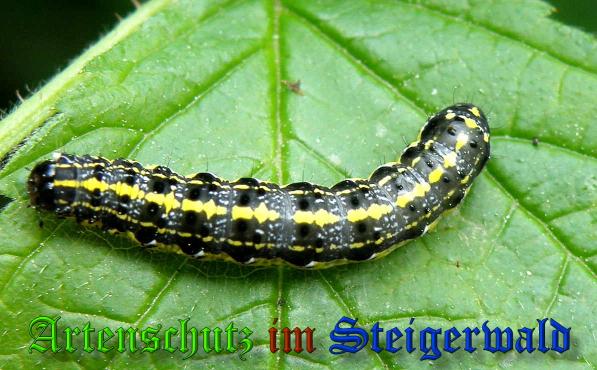 Copyright AiS- Albert Meier Bild zum Eintrag (23672-160)