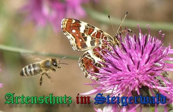 Copyright AiS / 2009 Albert Meier Bild zum Eintrag (23675-160)