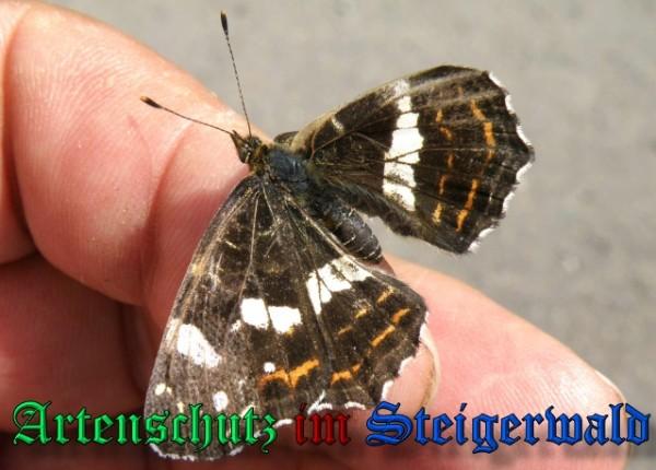Copyright AiS / 2009 Albert Meier Bild zum Eintrag (23678-160)