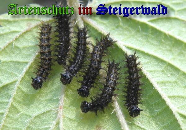 Copyright AiS / 2009 Albert Meier Bild zum Eintrag (23680-160)