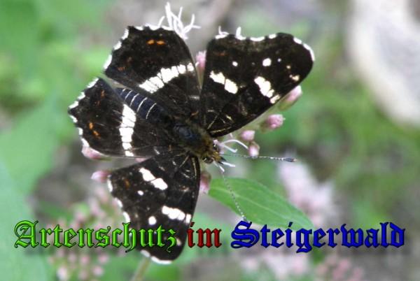 Copyright AiS / 2009 Albert Meier Bild zum Eintrag (23681-160)