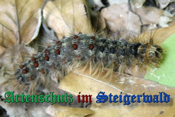 Copyright AiS / 2009 Albert Meier Bild zum Eintrag (23684-160)