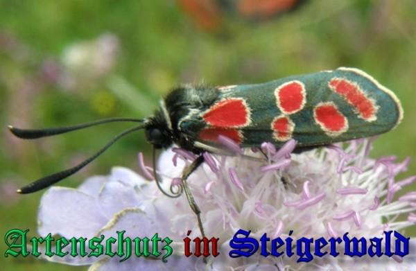 Copyright AiS / 2009 Albert Meier Bild zum Eintrag (23705-160)