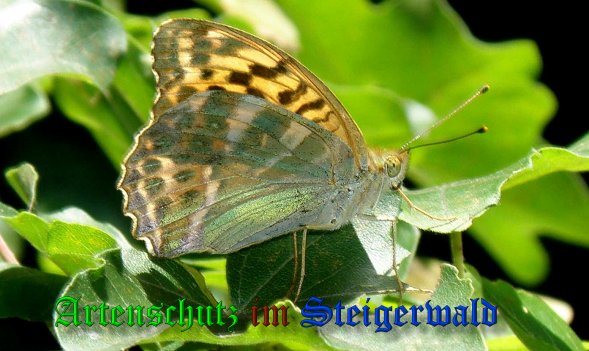 Bild zum Eintrag (23710-160)