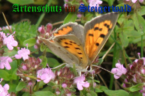 Bild zum Eintrag (23718-160)