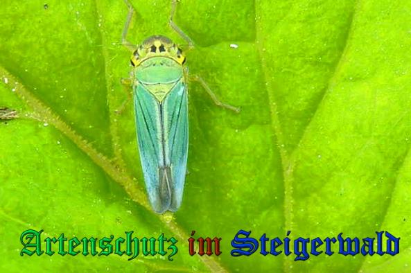 Copyright AiS- Albert Meier Bild zum Eintrag (23727-160)