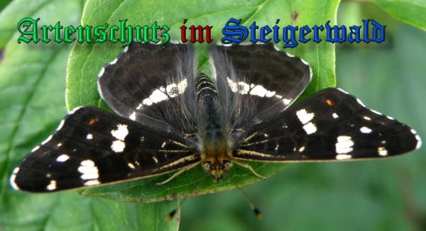 Copyright AiS / 2009 Albert Meier Bild zum Eintrag (23730-160)