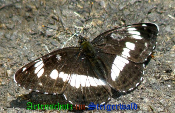 Copyright AiS- Albert Meier Bild zum Eintrag (23731-160)
