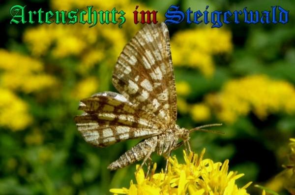 Copyright AiS / 2009 Albert Meier Bild zum Eintrag (23734-160)