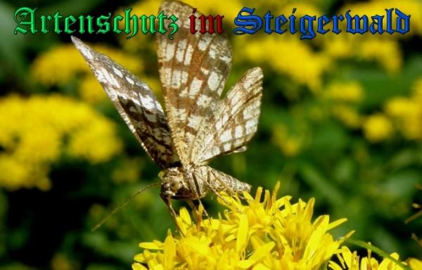 Copyright AiS / 2009 Albert Meier Bild zum Eintrag (23735-160)