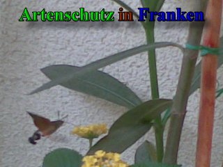 Copyright AiS -Schlagbauer Bild zum Eintrag (23744-160)