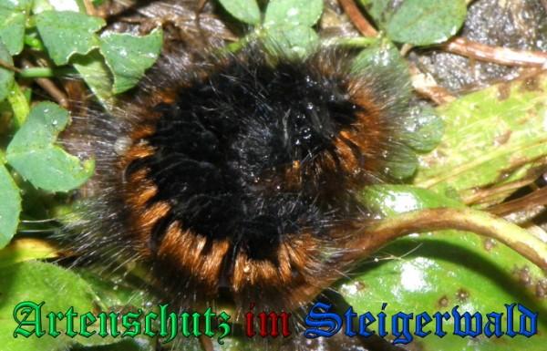 Copyright AiS / 2009 Albert Meier Bild zum Eintrag (23747-160)