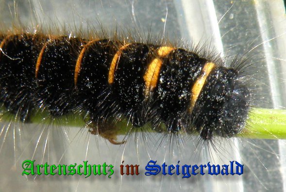 Copyright AiS- Albert Meier Bild zum Eintrag (23748-160)