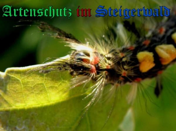 Copyright AiS / 2009 Albert Meier Bild zum Eintrag (23755-160)