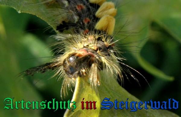 Copyright AiS / 2009 Albert Meier Bild zum Eintrag (23756-160)