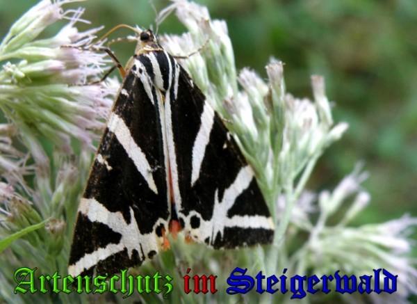 Copyright AiS / 2009 Albert Meier Bild zum Eintrag (23761-160)