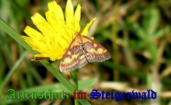Copyright AiS / 2009 Albert Meier Bild zum Eintrag (23769-160)