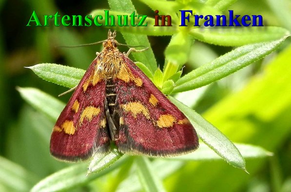Copyright AiS- Albert Meier Bild zum Eintrag (23770-160)