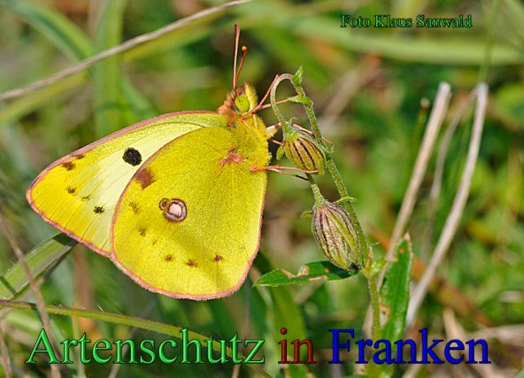 Copyright AiS - Klaus Sanwald Bild zum Eintrag (23778-160)