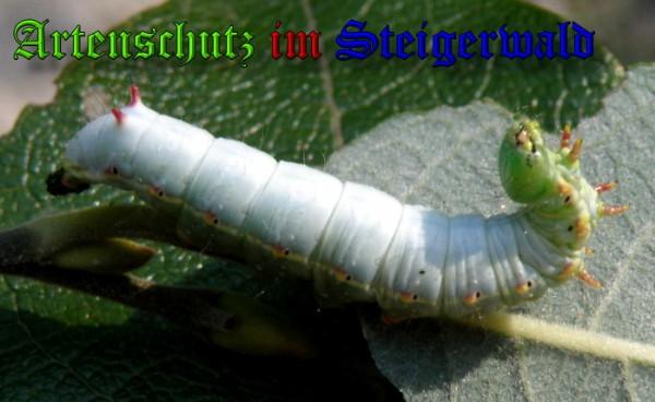 Copyright AiS / 2009 Albert Meier Bild zum Eintrag (23781-160)