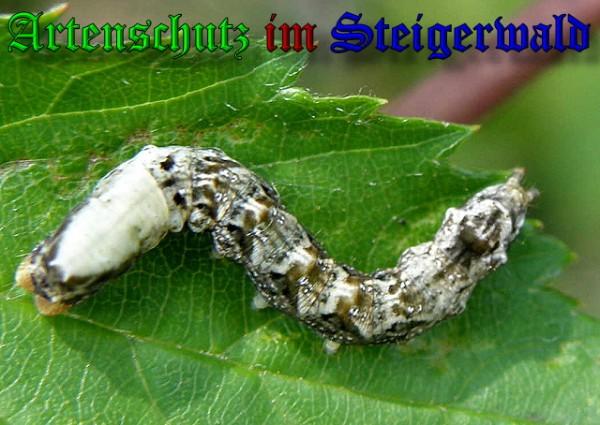 Copyright AiS / 2009 Albert Meier Bild zum Eintrag (23798-160)