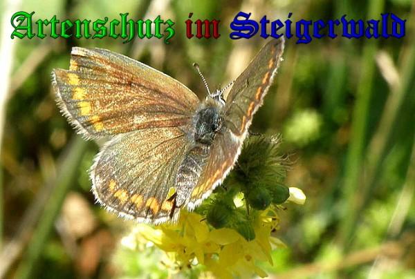 Copyright AiS / 2009 Albert Meier Bild zum Eintrag (23806-160)